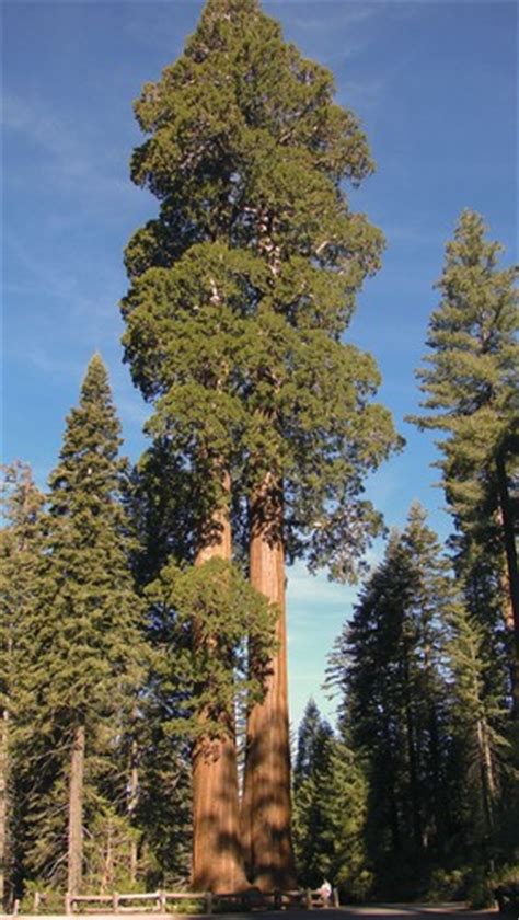 Sequoia Árvores Infoescola