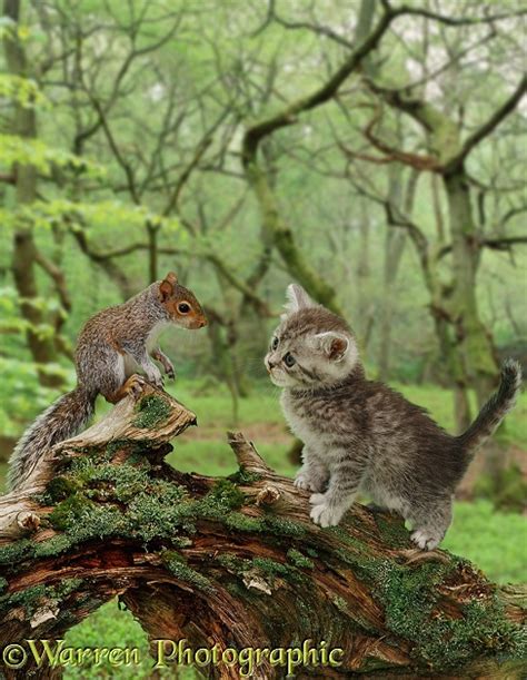 Squirrel And Kitten In The Woods Photo Wp12446