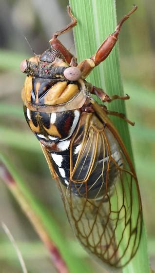 Tallgrass Cicada Megatibicen Dorsatus Bugguidenet