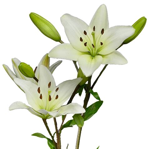 Asiatic Lily White Jacksonville Flower Market