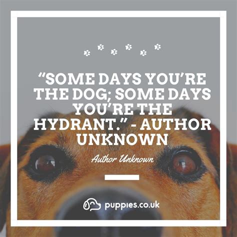 25 Great Dog Quotes With Instagram Post Images