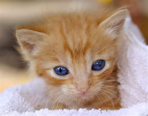 Other kitten eye problems include Mesmerizing! Fun Facts About Cats Eye Colors - Cole ...