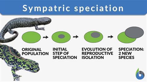 Sympatric Speciation Definition And Examples Biology Online Dictionary
