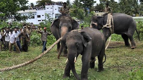 Elefantes em cidade na Índia