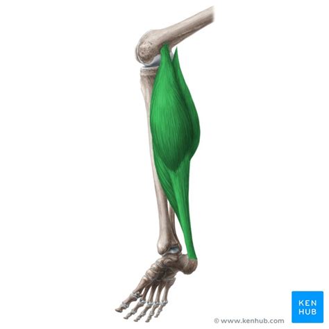 Triceps Surae Attachments Innervation Function Kenhub