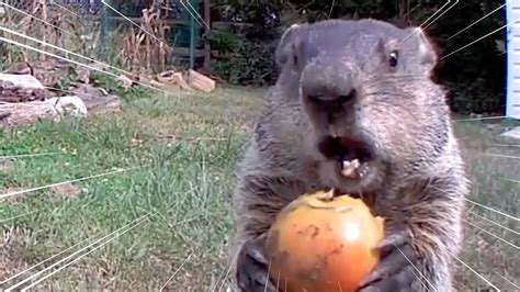 Morning chores shows you how to deter and prevent them. Chunk the Groundhog Steals Food On Camera | All Good - YouTube