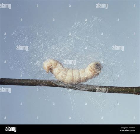 Bombyx Mori Silkworm A Silk Worm Spinning Its Cocoon Stock Photo Alamy