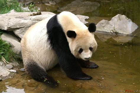 Große Pandabären Im Tiergarten Schönbrunn Fotos