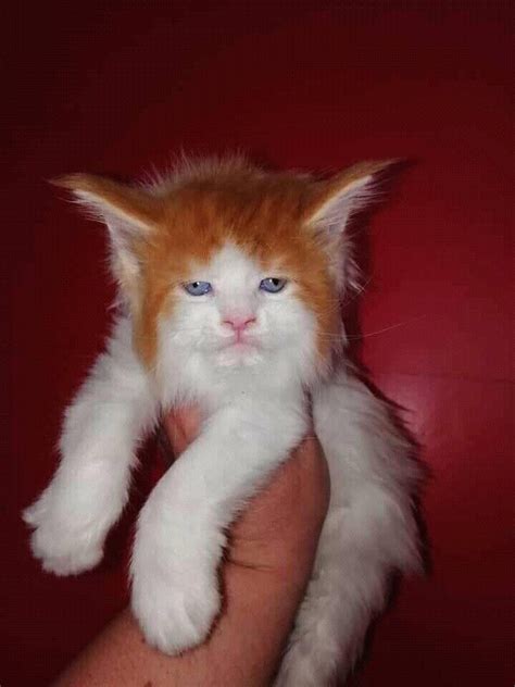 This Cat Looks Like Ed Sheeran Redsheeran