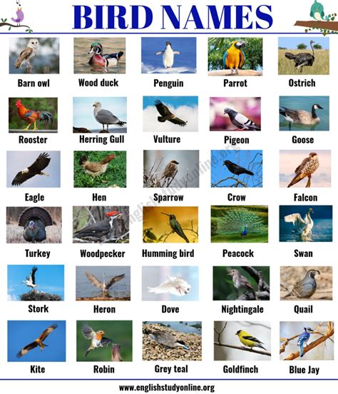 Bird Names 47 Popular Types Of Birds With Esl Picture English Study