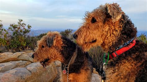 larger-airedales-airedale-terriers-airedale-terriers