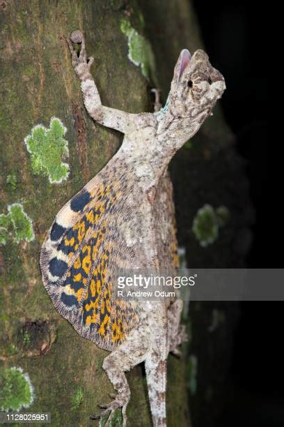 Flying Lizards Photos And Premium High Res Pictures Getty Images