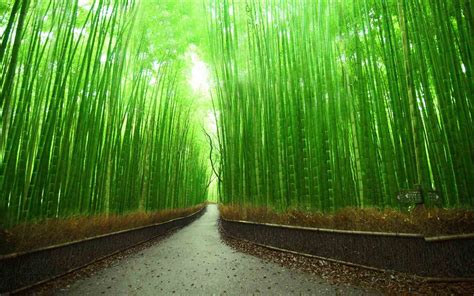 Chinese Bamboo Wallpapers Top Những Hình Ảnh Đẹp