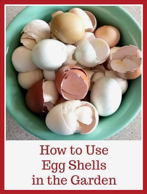 How To Use Eggshells In Your Garden