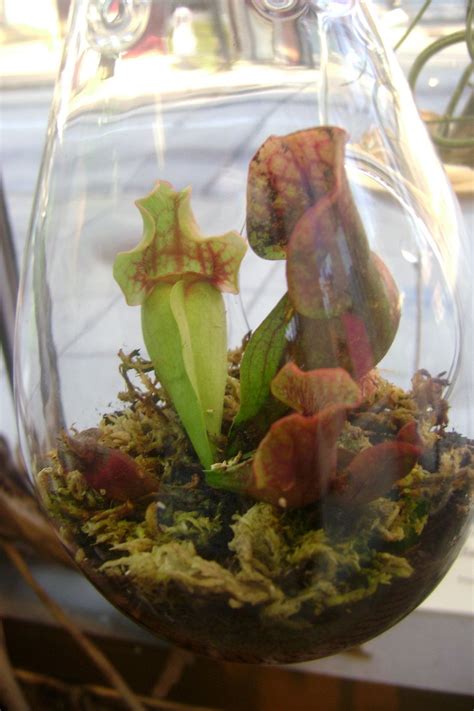 Teardrop Terrarium W Pitcher Plant Sarracenia Etsy Site Has Other