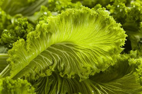 Get To Know These 9 Types Of Mustard Greens Foodprint