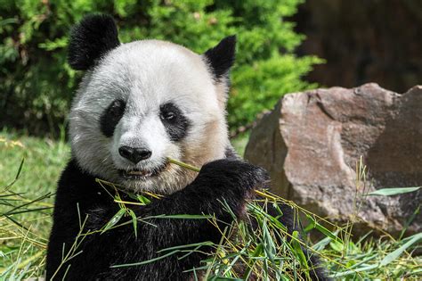 Giant Panda Eating Bamboo Photograph By Arterra Picture Library Fine