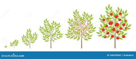 Apple Tree Growth Stages Fruit Tree Life Cycle Vector Illustration