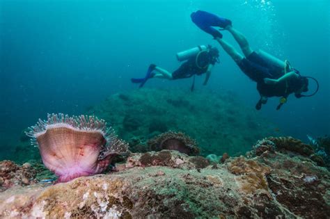Discover Scuba Diving Course In Koh Phi Phi Thailand Klook