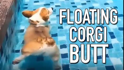 I Didnt Know That Corgi Butts Float Youtube