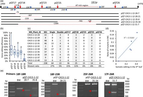 Multiplexed Promoter And Gene Editing In Wheat Using A Virus‐based