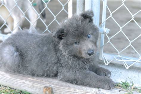 Can you afford a blue bay shepherd? Blue Bay Shepherd | Shepherd puppies, Dogs, Blue german shepherd puppies