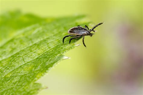 What Ticks Live In South Carolina Island Pest Control