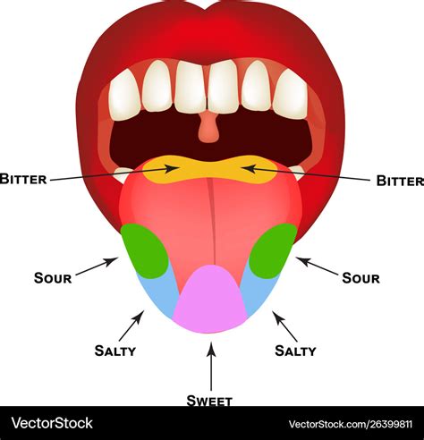 Anatomical Structure Tongue Taste Buds On Vector Image