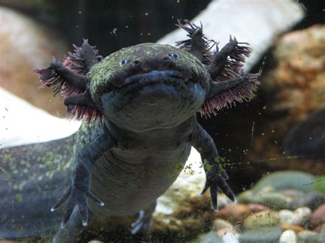 Axolotl Life Cycle