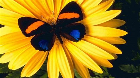 Lovely Yellow Flower With Colorful Butterfly Hd Wallpapers