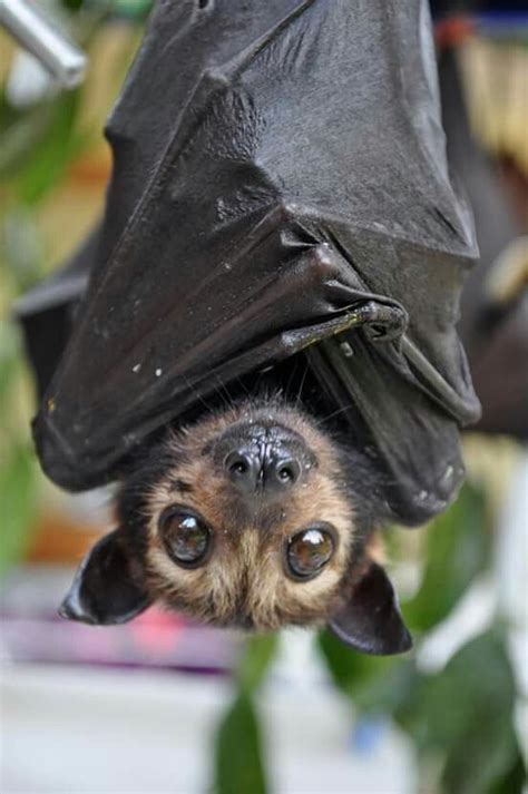 Cute Bat Fox Bat Bat Photography
