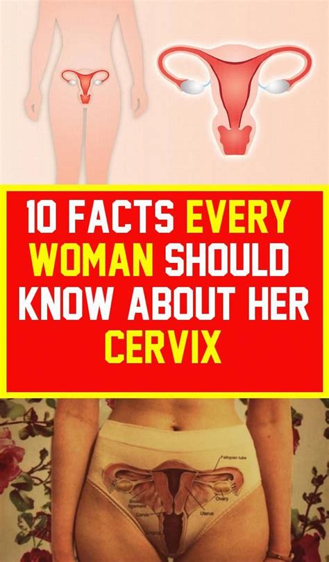 10 Facts Every Woman Should Know About Her Cervix Salud Sexualmente