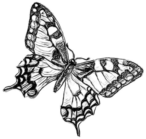 Line Drawing Pencil And Charcoal Art Galleries Butterfly Penicl