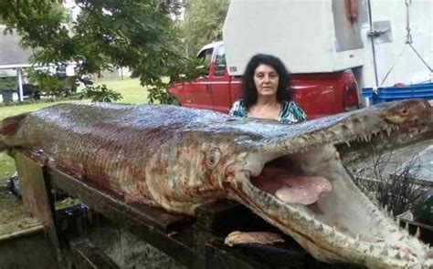 International Fishing News Video Worlds Biggest Gar Alligator