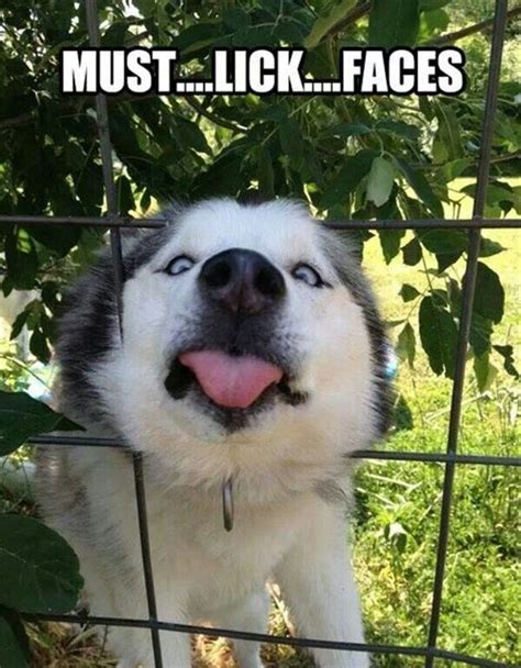 16 Hilarious Husky Memes You've Been Missing In Your Life - InspireMore