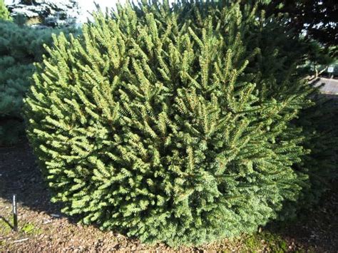 10 Dwarf Norway Spruce Pictures And Photos 🍁 Green Gardens