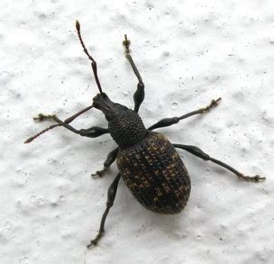 These are common in the winter and carpet beetles come in from the cold. common household bug - Otiorhynchus sulcatus - BugGuide.Net