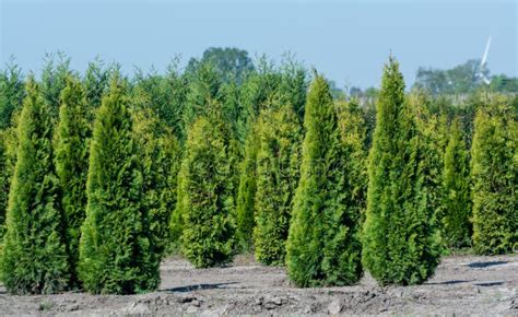 Plantation With Rows Of Thuja Coniferum Cyprus Pine Trees In