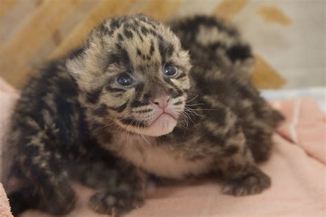 Smithsonians National Zoos Clouded Leopard Cubs Are Thri Flickr