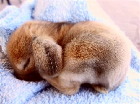 Pin By Jana French On Bunnies Cute Animals Cute Baby Animals Cutest
