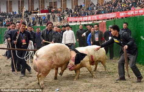 Thousands Watch Two Pigs Fight To The Death In Brutal Chinese Sport