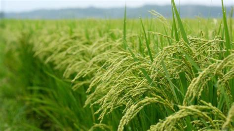 Minister Calls For Reinstating Rice Import Ban Financial Tribune