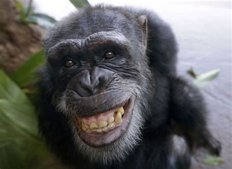 Chimpanzees Recognize Rear Ends Like People Recognize Faces The