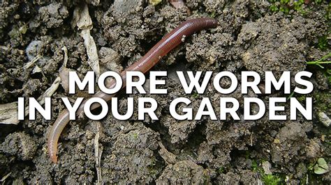 How To Attract More Earthworms To Your Garden And Why They Matter Youtube