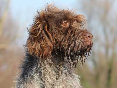 wirehaired pointing griffon puppies  sale  montana idaho outback wirehaired pointing