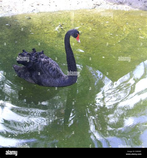 Swimming A Black Swan Stock Photo Alamy