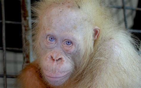 An Extremely Rare Albino Orangutan Has Been Rescued From A Village