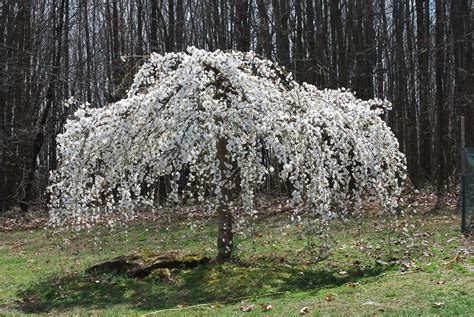 Dwarf weeping cherry tree or tree or prunus subhirtellais, is one of the most beautiful trees that exist. Caring for A White Weeping Cherry tree - Feathers in the woods