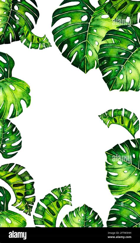 Green Background With Border With Leaves Monstera Tropical Leaves Of