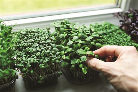 How To Grow Nutritious Delicious Microgreens Alabama Living Magazine